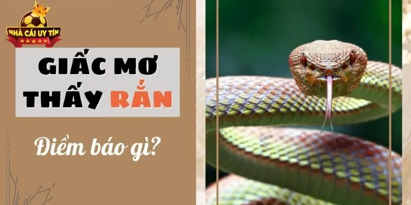 Mơ Thấy Rắn Đánh Con Gì Để Trúng Lớn Vào Ngày Hôm Sau?